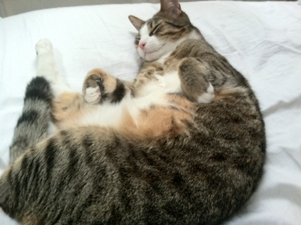 “2025世界运动会:东部新区六人制袋棍球惊艳亮相”