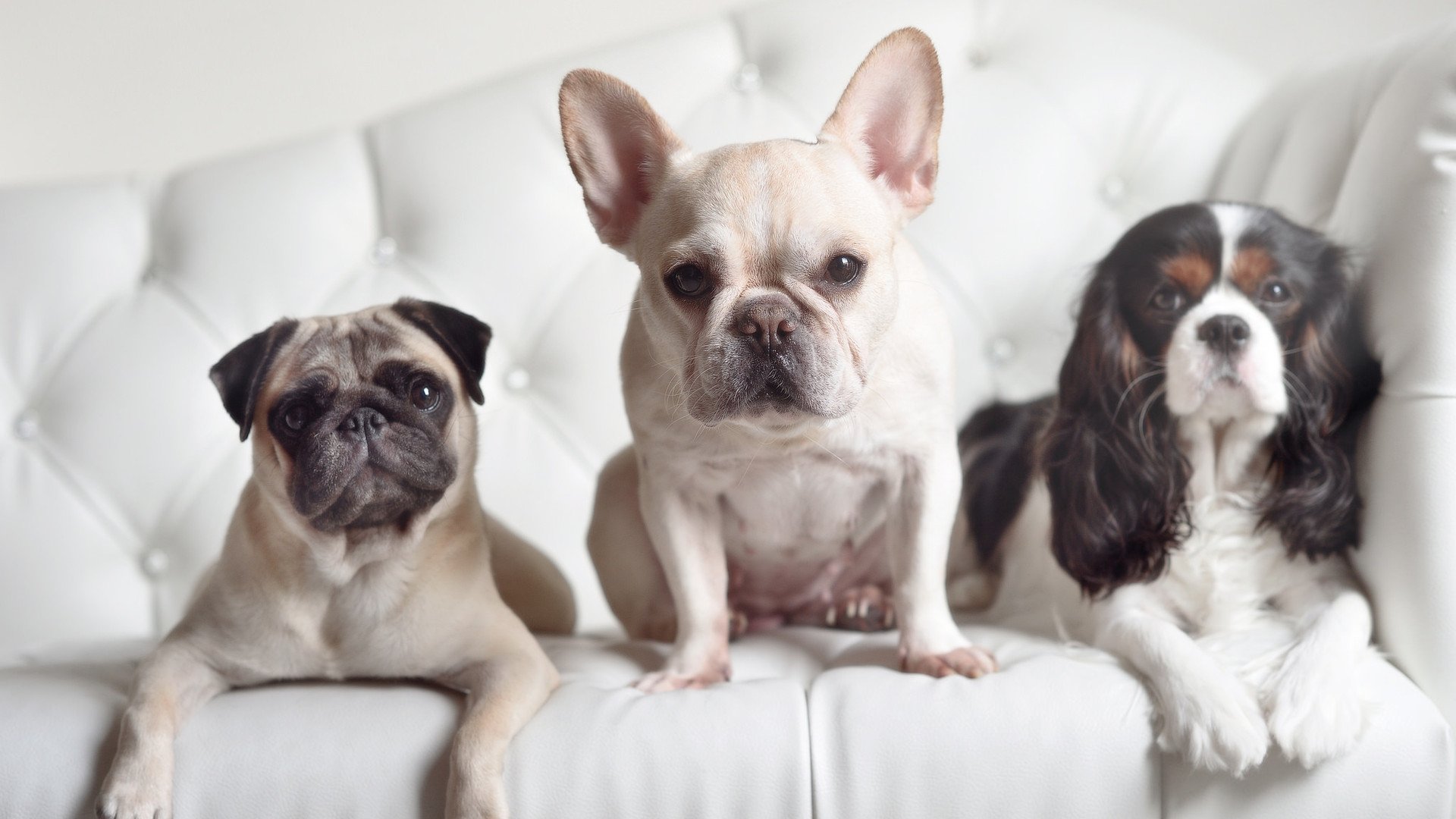 leyu乐鱼官网登录入口-体育新闻中心联合机构推进体育科普视频策划联盟，体育赛事媒体宣传方案