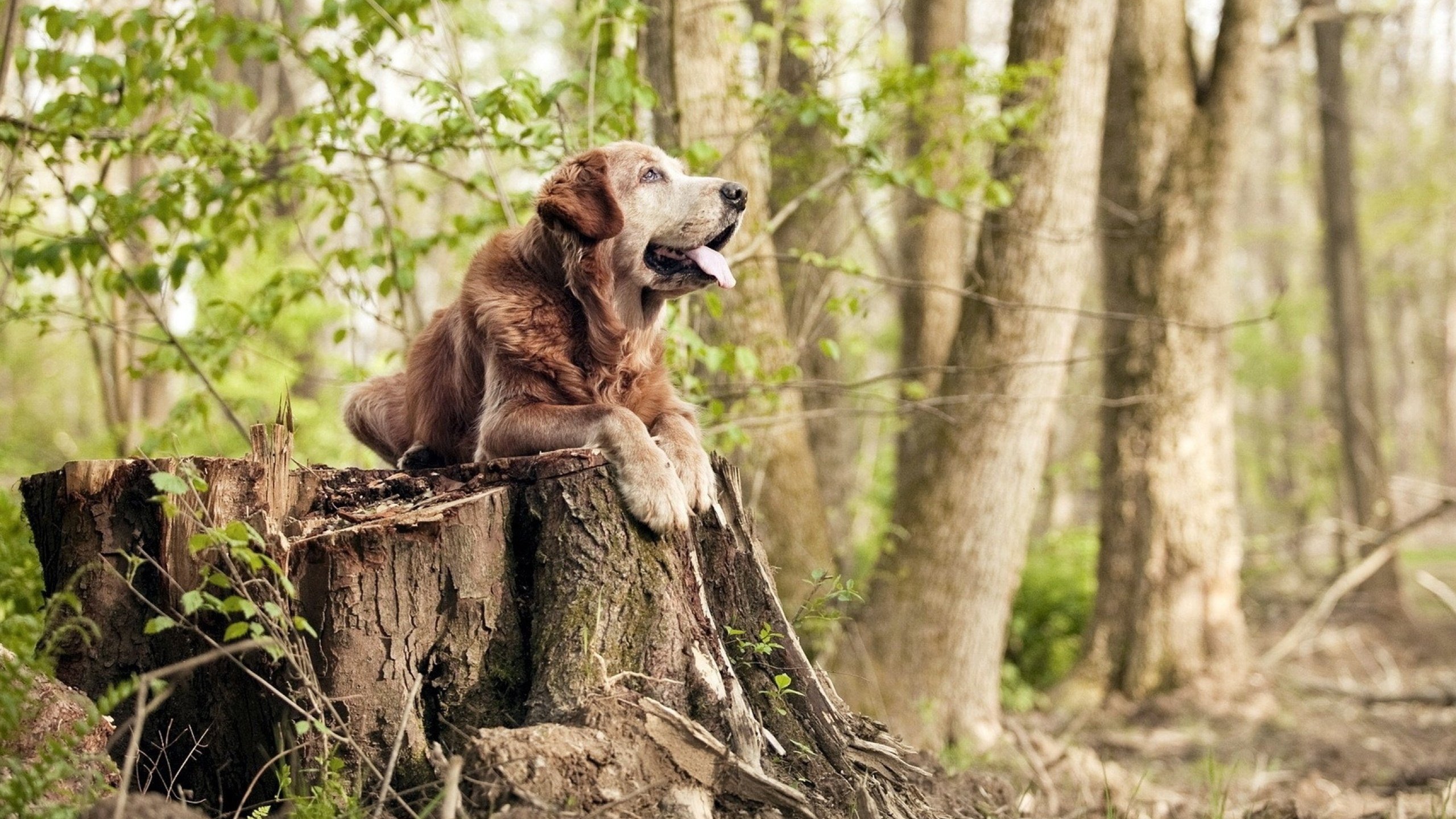 都灵主场发挥稳定持续累积积分,都灵队主场