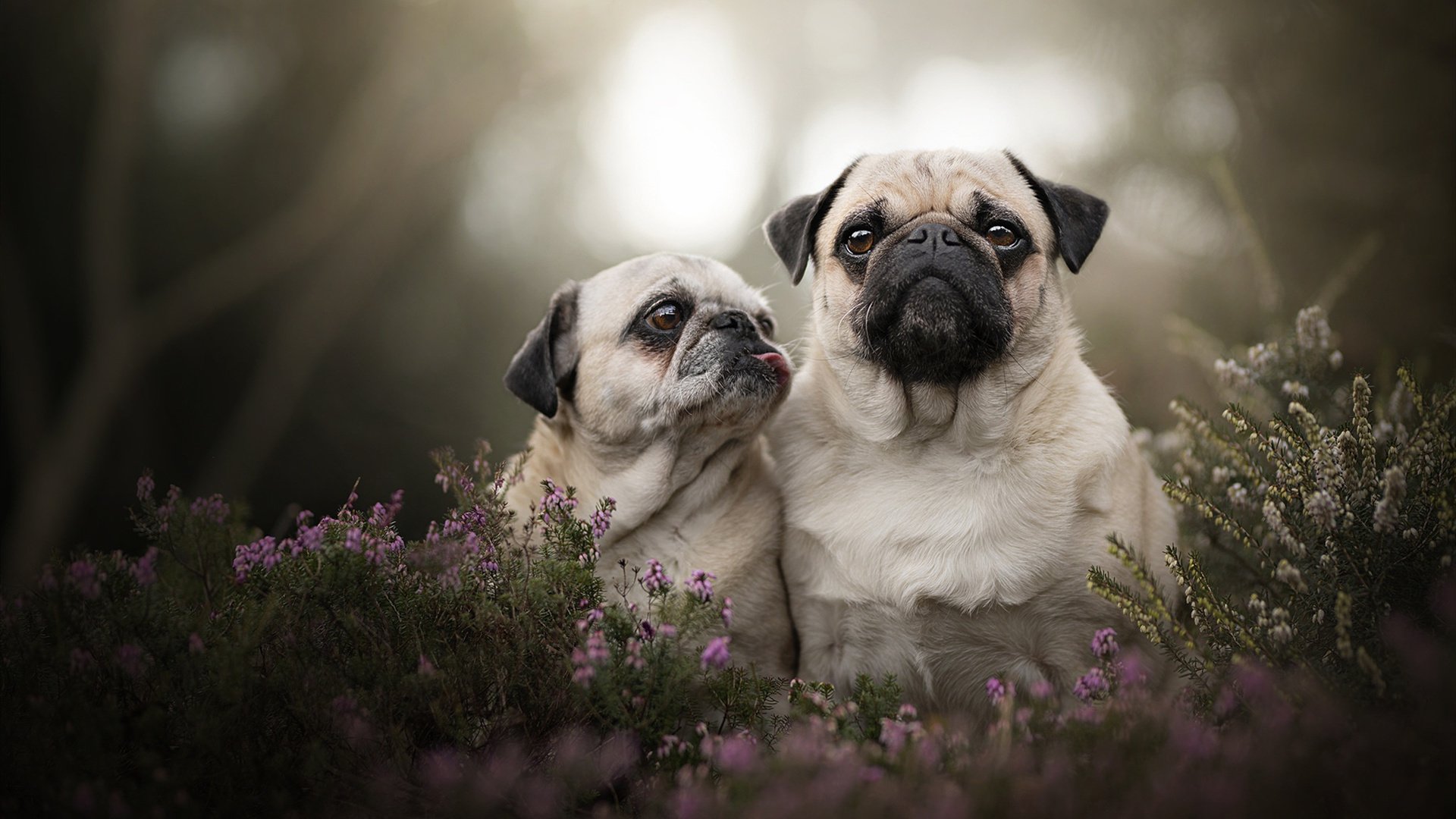 APP下载 LY Sports-Constantin Popovici高台自由式跳水位列前五