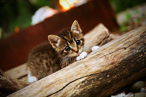 “帕布罗·马特拉的全能防守,成为阿根廷美洲狮队的基石”