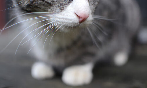 中国足球联赛推广亲子足球日主题活动,亲子足球赛活动方案