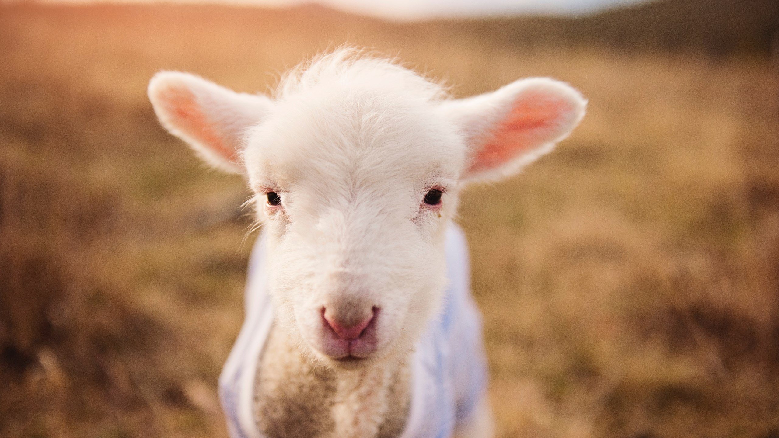 国外退役教练受聘,带来多国联防理念融合,国外退役运动员