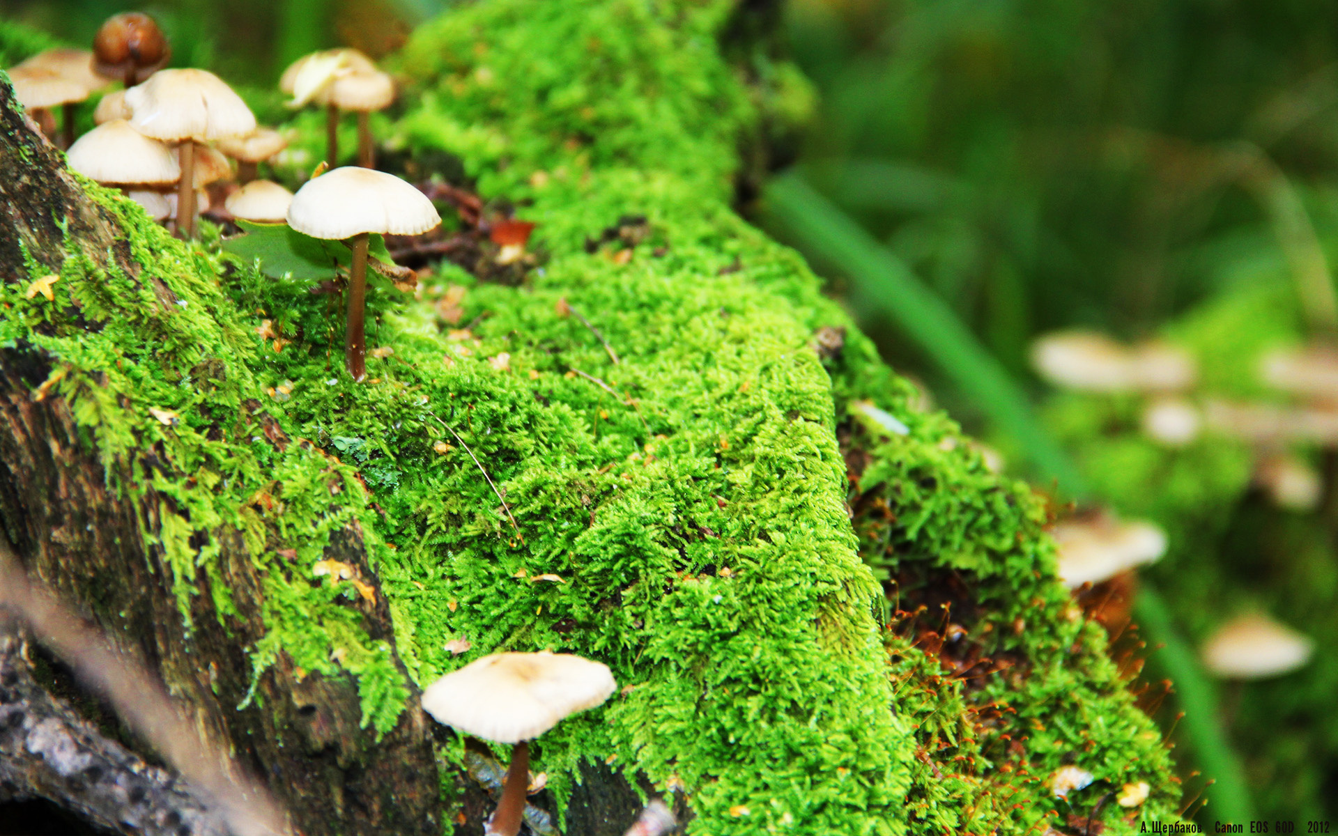 库策冲刺阶段展现惊人速度