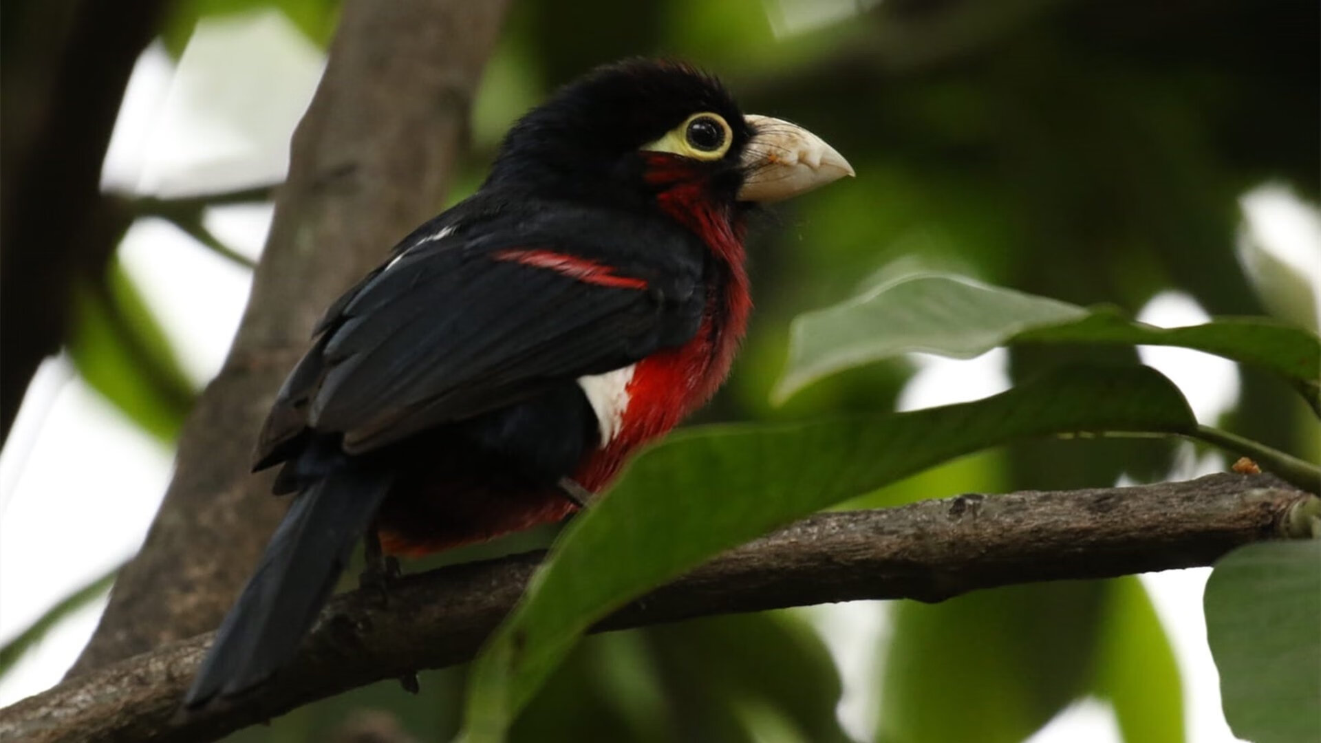 戴维·帕特森高效的攻守转换,为袋鼠队提供多重战术选择,戴维·帕克