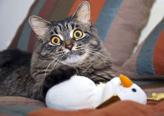 李恩:凭借出色的视野和精准传球,他提升了全黑队进攻效率,李恩壁因一件球衣爆红