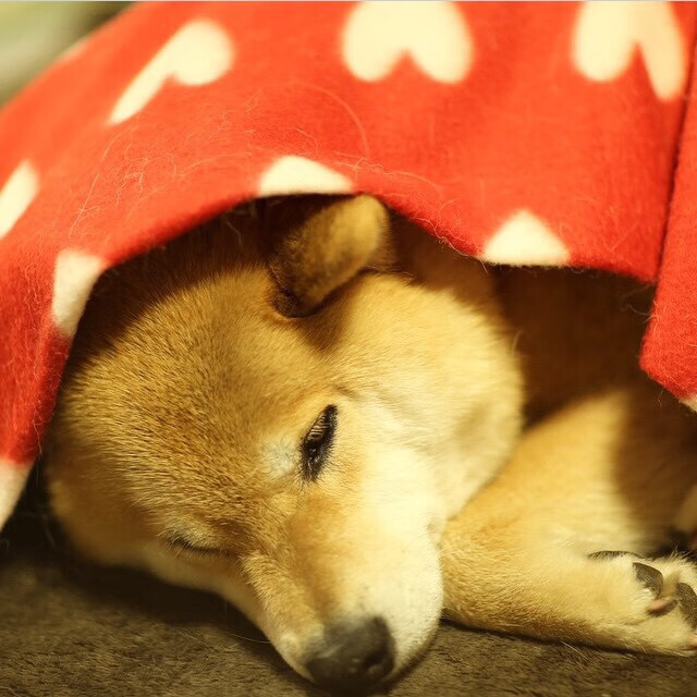 查默斯决赛精彩瞬间成为焦点,查尔默斯