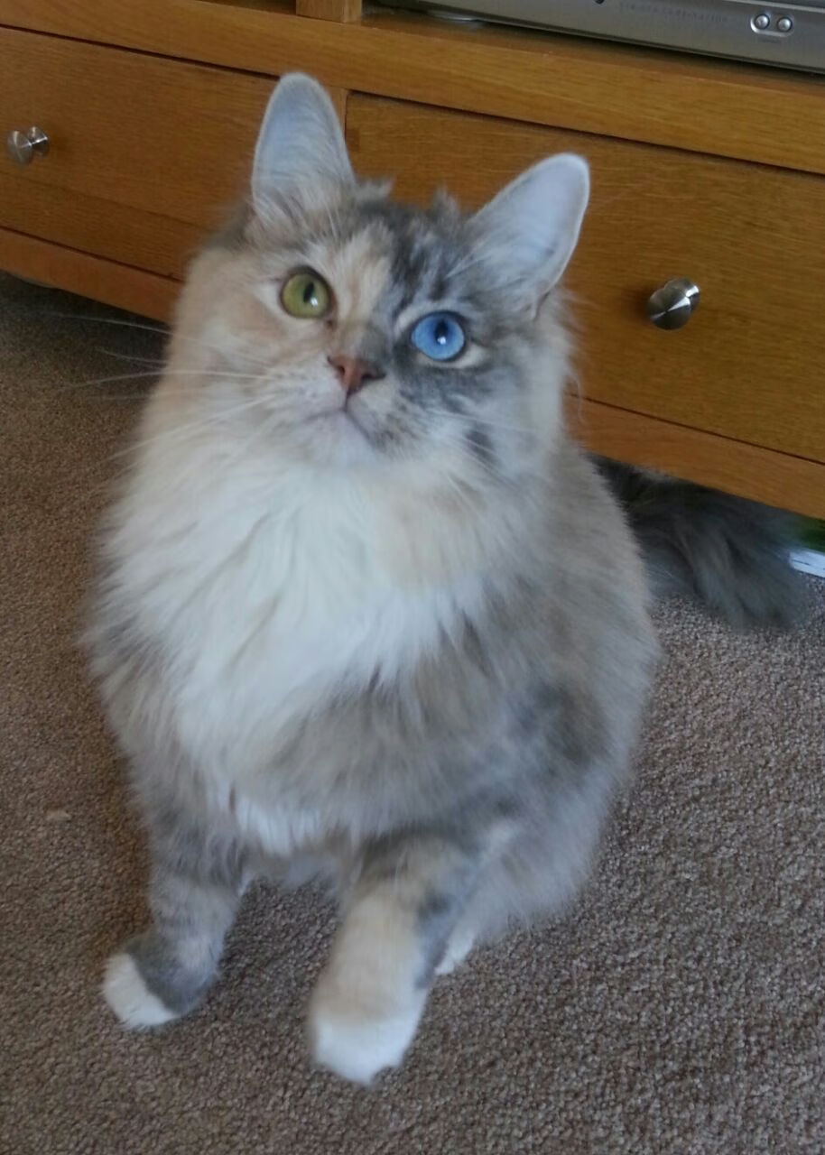 乐鱼体育APP官方下载-澳大利亚混合双人跳板动作细节解读，悉尼奥运会女子双人跳板