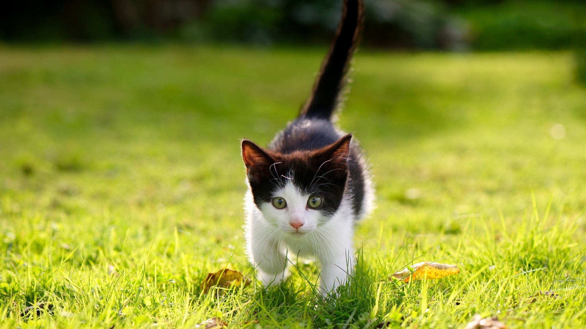 澳大利亚混合双人跳板动作细节解读,悉尼奥运会女子双人跳板