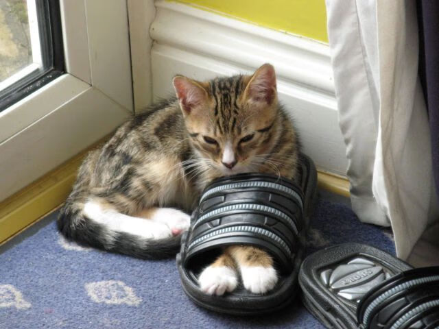 维尔·冯·威克：为南非队攻防转换提供强大支持，推动球队进攻，维尔纳冯西门子简介