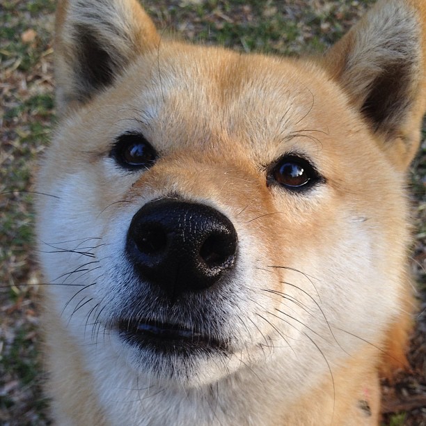 谢佩玲决赛表现稳健赢得掌声,谢佩玲决赛表现稳健赢得掌声视频